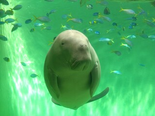 Naklejka premium 三重県の鳥羽水族館のジュゴンのセレナ、日本