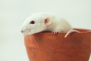 White rat dumbo with red eyes sitting in ceramic pot on white background. Laboratory rodent.