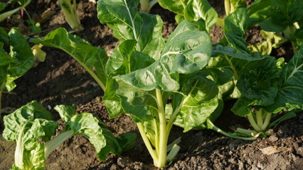 Image of Silverbeet field.  Silverbeet or Swiss chard growing in vegetable garden.