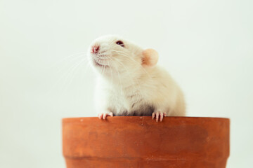 White rat dumbo with red eyes climbing from pot on white background. Laboratory rodent.