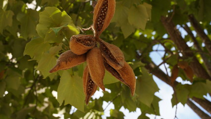 Brush Kurrajong (Brachychiton discolor)Bottle tree seeds closeup