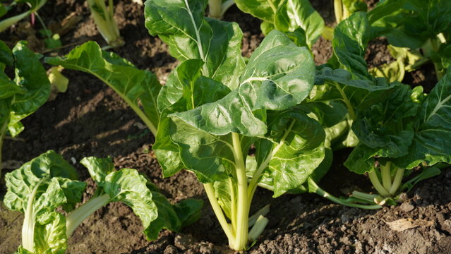 Image of Silverbeet field.  Silverbeet or Swiss chard growing in vegetable garden.