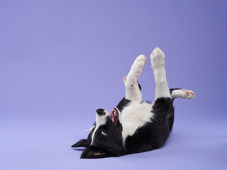 funny puppy on purple background. Border collie dog with funny muzzle, emotion