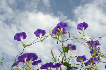 Beautiful morning glory against the background of the sky with clouds. Blue Ipomoea.