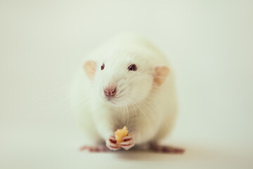 White rat dumbo with red eyes eating cheese. Laboratory rodent. Fancy rat.