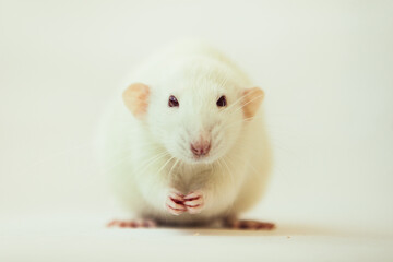 White rat dumbo with red eyes eating cheese and looking to the camera. Laboratory rodent
