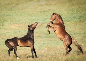 Two Kaimanawa wild horses fighting on the green hills of mountain ranges. New Zealand.