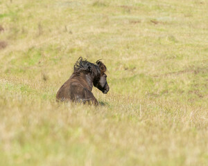 Kaimanawa wild horse rolling on the grass. New Zealand.