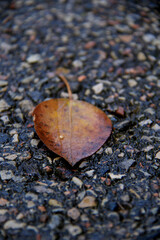 brown wet poplar tree leaf on the ground