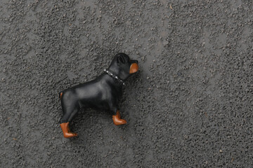 miniature of rottweiler dog Isolated on black background, guard dog concept