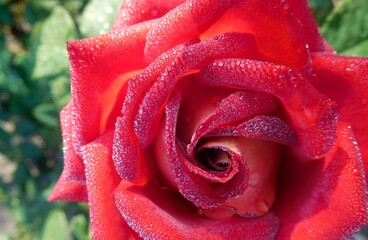 red rose with water droplets