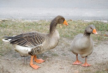 Two wild grey geese on grass background. Big birds with orange legs close up