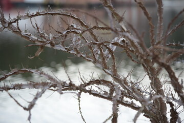 tree branches