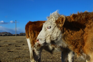 Cow herd on village pasture	