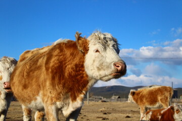 Cow herd on village pasture	