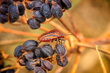 Punaise (Graphosoma Italicum)