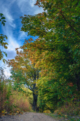 Leśna droga z drzewami z kolorowymi liścmi. Początek jesieni. Klimatyczna droga. Polska złota jesień.