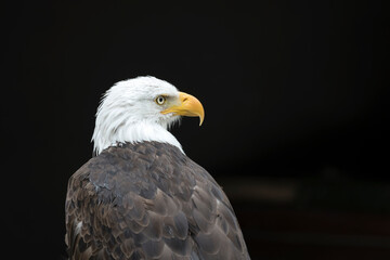 Bald Eagle head at nature park near Stuttgart, Germany