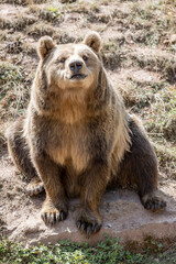 Obraz na płótnie Canvas brown bear at nature park near Stuttgart, Germany