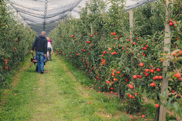 Steinsel, Luxembourg-September 2022: Collecting fresh apples from trees in a farm
