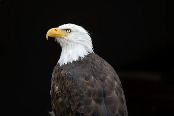 Bald Eagle proud gaze at nature park near Stuttgart, Germany