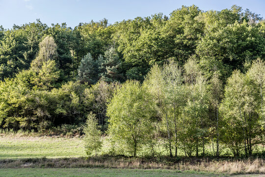 shdes of green around glade in Black Forest near Gutach, Germany