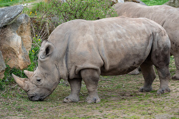 Southern white rhinoceros (Ceratotherium simum simum).