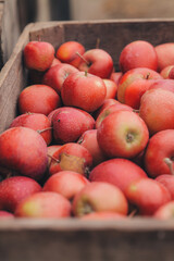 Box full of freshly collected apples from trees in a farm