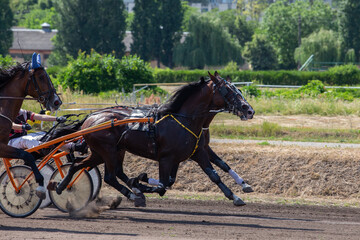 Equestrian sports event at the hippodrome. French trotting horse races. Horse harness races. High...