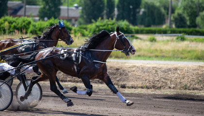 Horses of the French trotting breed in competition at the hippodrome. Equestrian sports event....
