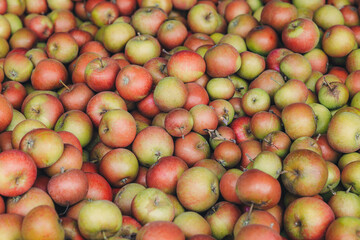 Box full of freshly collected apples from trees in a farm