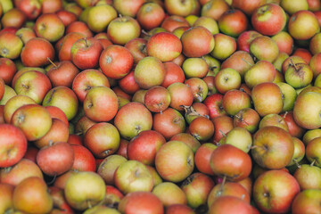 Box full of freshly collected apples from trees in a farm