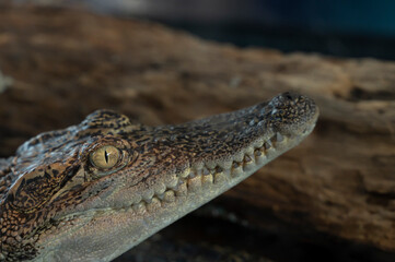 Brown Crocodile, Animal
