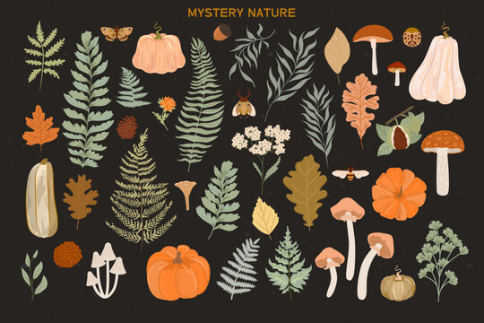 Collection of Autumn plants, flowers, mushrooms, pumpkin and leaf. Editable vector illustration.