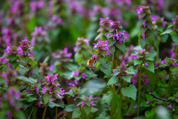 A wild honey bee collects pollen from a purple flower. Large bumblebee on a Lamium maculatum bush.