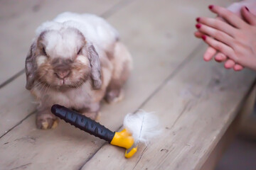 Female hand with furminator combing cute rabbit fur, close-up. A pile of wool, hair and grooming tool in background.