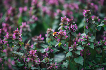A bee collects pollen from a purple flower. Bumblebee on Lamium maculatum bushes. Purple spring background.