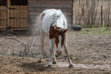 Spring molting season for horses. A shedding pinto horse shakes itself off and loses its hair in...