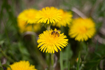 A honey bee collects pollen from a yellow flower. Bee on a dandelion.