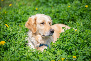A young golden retriever lies in the grass close-up. A cute dog wallows in alfalfa bushes. The pet is resting in the park.