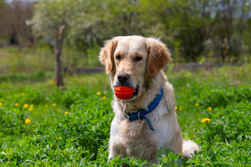 A golden retriever sits and holds an orange ball in its teeth, front view. A young purebred dog plays with the owner in the backyard. Beautiful park and green lawn in the background.