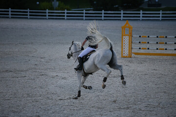A sports horse kicks and bucking in a tournament. White horse and rider at a show jumping...