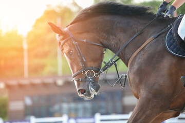 Bay horse with rider in close-up during showjumping competition. Horseback riding at sunset. Horse...