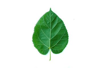 Obraz premium Mulberry leaves, green, single, alternately arranged with jagged edges, serrated surface, slender tip, 12-16 cm long, heart-shaped, clear veins. Mulberry is a medium-sized shrub.