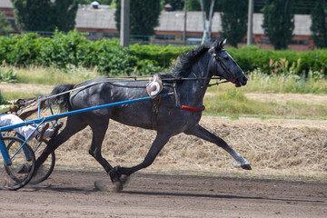 A gray horse of the trotter breed trains at the hippodrome. Harness jumps.