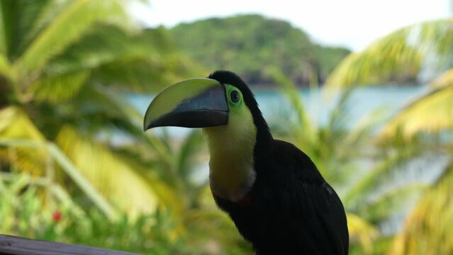 A Toucan in Slowmotion sits on a railing and behind him a tropical clime can be seen. There are green palm trees and blue water and the toucan has been filmed very close.
