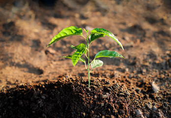 Little tree seedlings are thriving from fertile soil, ecology concept. new life is coming,closeup	