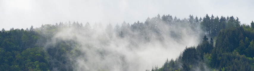 Amazing mystical rising fog forest trees landscape in black forest ( Schwarzwald ) Germany panorama banner - Dark mood - obrazy, fototapety, plakaty