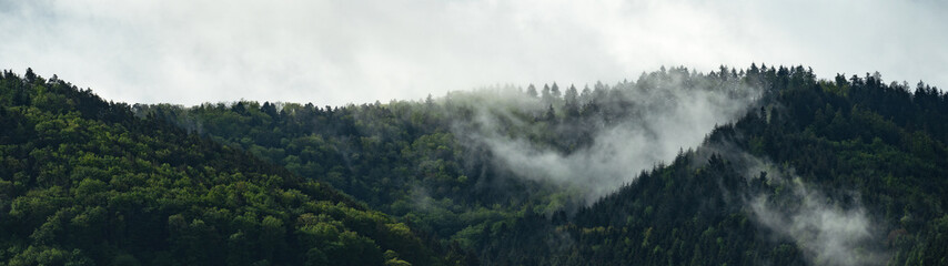 Amazing mystical rising fog forest trees landscape in black forest ( Schwarzwald ) Germany panorama banner - Dark mood - obrazy, fototapety, plakaty