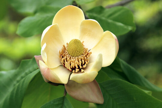 Magnolia obovata Waterlily.